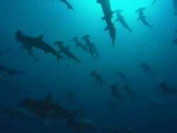 Hammerhead, Costa Rica, Pacific Ocean  Stock Footage