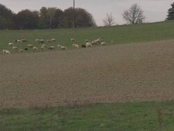SHEEP HERDING BY THE FIELD Stock Footage