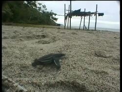 Baby Leatherback turtle (Dermochelys coriacea) crawling toward sea over sand, Papua New Guinea Stock Footage