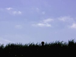 man jumping in the meadow (020) Stock Footage