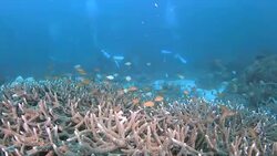 Staghorn coral reef, Raja Ampat, Indonesia Stock Footage