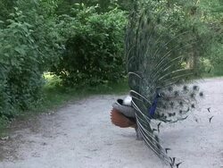 Peafowl 3-13: HD 1080/60i Stock Footage