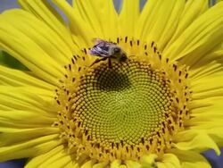 CU Shot of Golden Northern Bumblebee (Bombus fervidus) feeding on sunflower as it blows in wind / Valparaiso, Indiana, United States Stock Footage