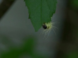 Furry Caterpillar Feasts On A Delicious Shady Tree Leaf Stock Footage