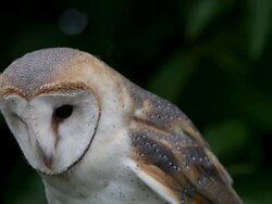 CU Barn owl looking around / Vieux Pont, Normandy,  France Stock Footage
