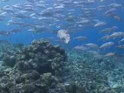 Starry Pufferfish (Arothron stellatus) being cleaned by Cleaner Wrasses, surrounded by school of Bigeye Trevallies (Labroides dimidiatus), Vaavu Atoll, The Maldives Stock Footage