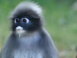 Dusky Leaf Monkey Stock Footage