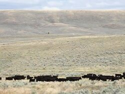 WS View of Cowboy on horseback herding black cows across sagebrush covered prairie / White Sulphur Springs, Montana, United States Stock Footage