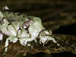 Lichen mimic katydid (Machima sp.) in the Ecuadorian Amazon. Stock Footage