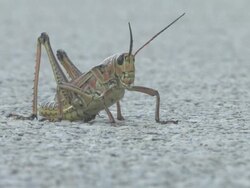 Cricket 6 Stock Footage