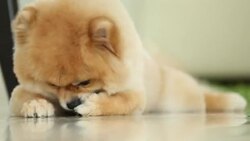 pomeranian dog Stock Footage