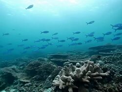 MS PAN School of fusiliers fish swimming over shallow reef / Sipadan, Semporna, Tawau, Malaysia Stock Footage