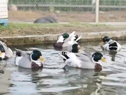 Lovely Ducks Swimming Stock Footage