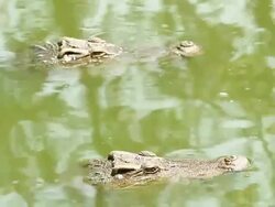 Crocodile Stock Footage