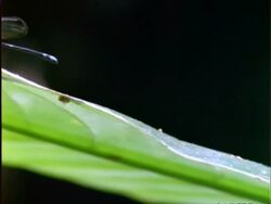 Damselfly, pan left along leaf to MCU blue damselfly, flies off, Panama Stock Footage