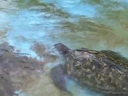 HD, NTSC: Sea turtles in the pool (video) Stock Footage