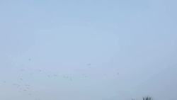 Slow Motion of Flock of Birds Vulture Flying in Sky Stock Footage