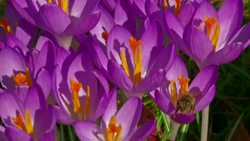 Art collective helmet that gives you animal vision Instructional Video