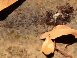 Ants Carrying Food Stock Footage