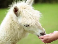 alpaca feed Stock Footage