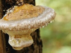CU Shot of Mushroom ganoderma lucidum with drops of dew / Moscow region, Russia Stock Footage