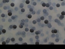 T/L frogspawn develops into tadpoles, close up, UK Stock Footage
