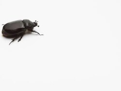 May bug walking on white Stock Footage
