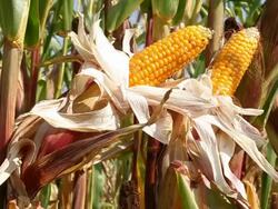 Corn crob Stock Footage