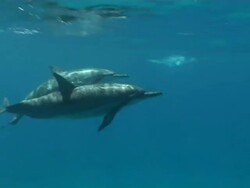 Long Nose Spinner Dolphins, Stenella longirostris, move through frame, close up, CU, Fernando de Noronha, Brazil Stock Footage