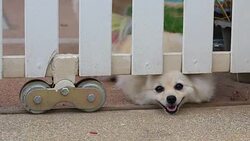 pomeranian dog cute pets Stock Footage