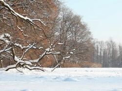 Winter landscape Stock Footage