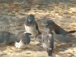 Group of tiny finch taking a bath Stock Footage
