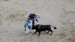CLEAN : Cali crowns bullfighting champion News Clip