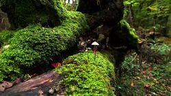 Fungus in Caucasus Stock Footage