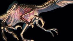 A Deinonychus attacks a large dinosaur in a jungle in a computer-generated animation. Stock Footage