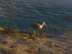 Bird at the seashore feeding Stock Footage