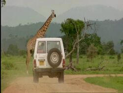 Jeep driving down road past giraffe, Tanzania Stock Footage