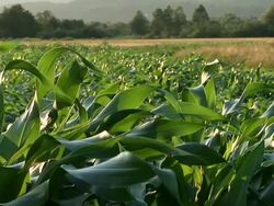 HD: Green leaves Stock Footage