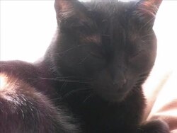 Black Cat (NTSC) Stock Footage