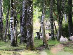 MS Sheep lying on grass and ruminating in wooded area / Near Lican Ray, RegiÃŒ_n de Los Lagos, Chile Stock Footage