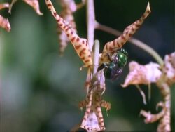 Euglossine Bee, MS bee hovers at and collect pollen from Gongora orchid, Panama. Stock Footage