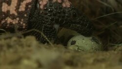 A Gila monster nudges an egg out of its nest. Stock Footage