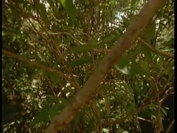 WA Low angle, Pan left across long camouflaged snake in trees, zoom in on head, South America Stock Footage