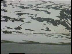MS Albatross soaring over water, snowy landscape in background, Antarctica Stock Footage