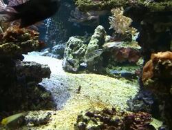 Coral colony Stock Footage