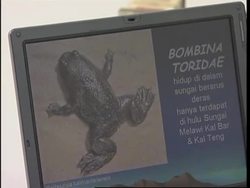 Lungless amphibian discovered in remote part of country News Clip
