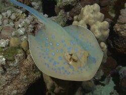Blue-spotted Ribbontail Stingray on sand looking for food, Egypt, Red Sea  Stock Footage