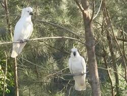 Two Sulphur-crested Cockatoos, Australia Stock Footage