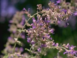 CU TU SLO MO Bumblebee hovering and flying around purple flowers / Morristown , New Jersey, USA Stock Footage