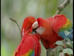 CU 2 Scarlet macaws preening each other, South America Stock Footage